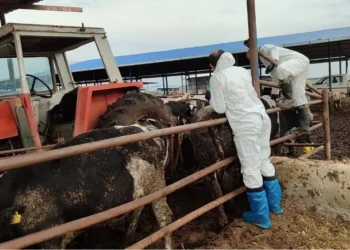 130 İŞLETMEDE 17 BİN 300 BÜYÜKBAŞ HAYVAN AŞILANDI