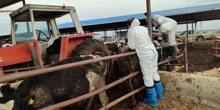 130 İŞLETMEDE 17 BİN 300 BÜYÜKBAŞ HAYVAN AŞILANDI